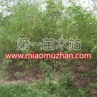 刺槐苗