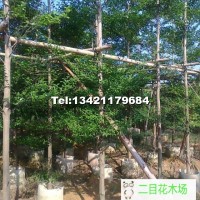 小葉欖仁