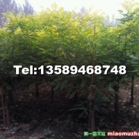 低接香花槐