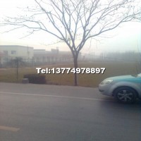 合歡樹