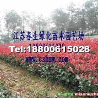 紅葉小檗