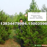白皮松