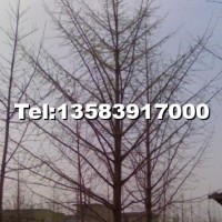 實生銀杏樹