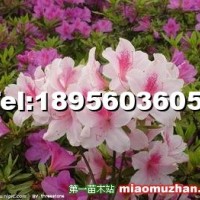 杜鵑