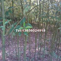 香樟樹
