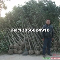 大葉女貞