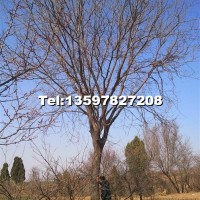 皂角樹