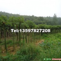 青桐樹