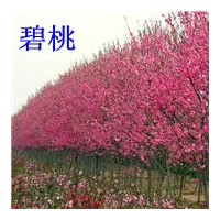 照手龍柱