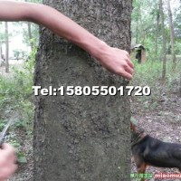 樸樹