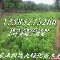 小葉黃楊