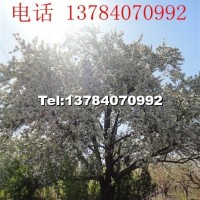 八棱海棠樹(shù)