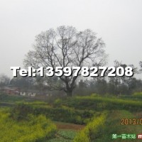 烏桕樹