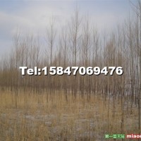 108楊樹