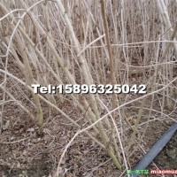 丁香