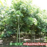 澳洲火焰木