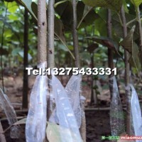 速生白蠟半成品