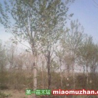 杜仲樹(shù)