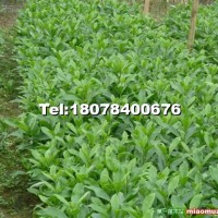 非洲茉莉