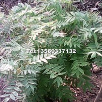 珍珠梅