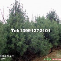 白皮松