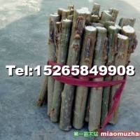 毛白楊