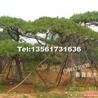 景觀松