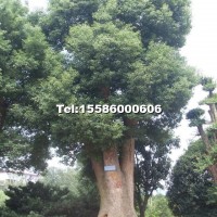 香樟樹