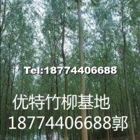 竹柳