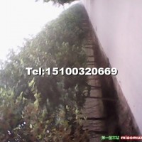 法桐