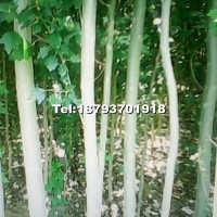 新疆楊