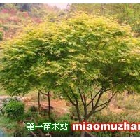 雞爪槭