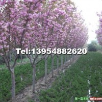 櫻花