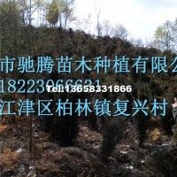 曼地亞紅豆杉大樹(shù)