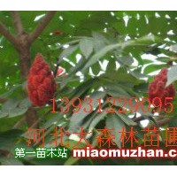 火炬樹