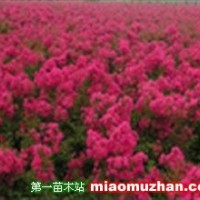 紅花紫薇