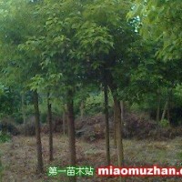 香樟