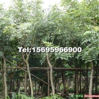 臘腸樹