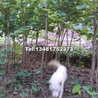 洋紫荊