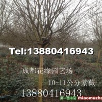 紫薇