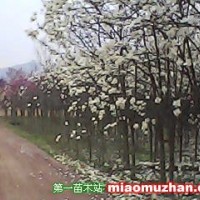 白玉蘭