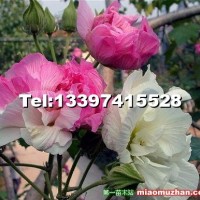 木芙蓉