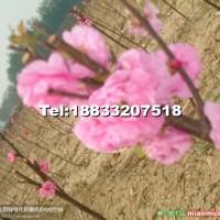 榆葉梅
