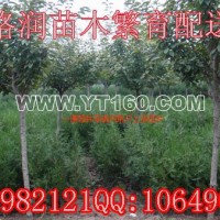 櫻花