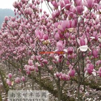 紅玉蘭