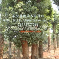 香樟樹