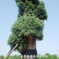 香樟樹