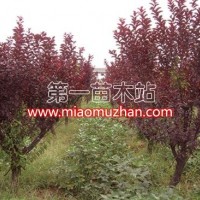 紅葉李