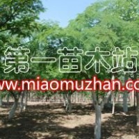 合歡