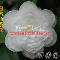 六角白